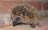 West European Hedgehog (Erinaceus europaeus)